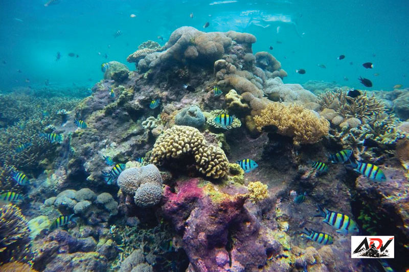 Nusa Penida With Snorkeling guest moment 4