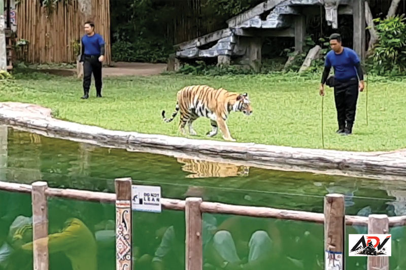 Bali Safari Day Trip guest moment 1