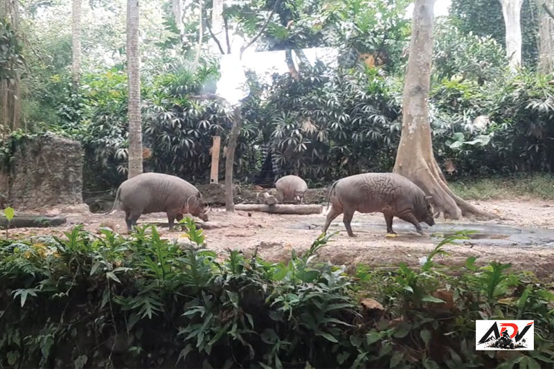 Bali Safari Day Trip guest moment 2