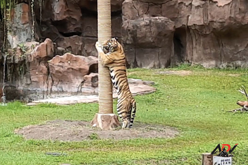 Bali Safari Day Trip guest moment 3