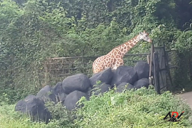 Bali Safari Day Trip guest moment 4