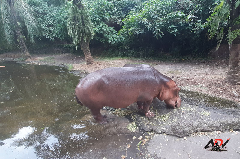 Bali Safari Day Trip guest moment 5