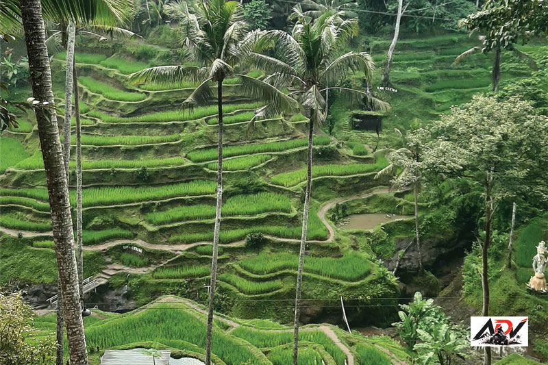 Bali Tour Package 5 Day guest moment 2