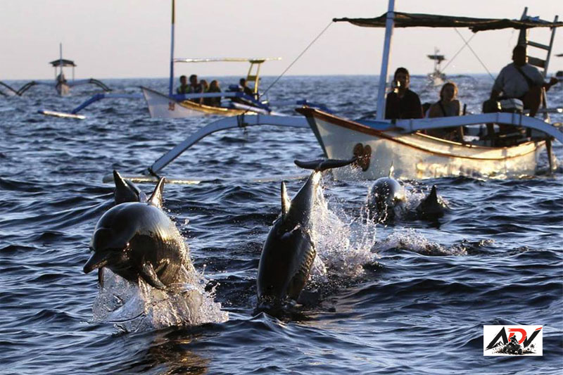Lovina Dolphin Tour guest moment 2